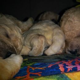 Poodle Puppies from Bellissimo Standard Poodles