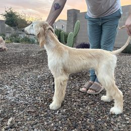 Afghan Hound Puppies from Gold Phoenix Afghans