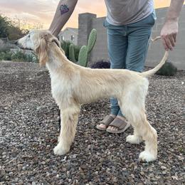 Afghan Hound Puppies from Gold Phoenix Afghans