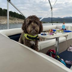 Australian Cobberdog All Grown Up from MountainAyres Australian Cobberdogs