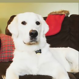 Golden Retriever Puppies from Mountain Laurel Goldens