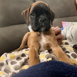 Boxer Puppies from Shalyce Pifer