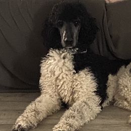 Huckleberry - Poodle