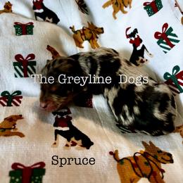 Dachshund Puppies from The Greyline Dogs