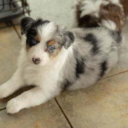 BELL - Blue merle female Australian Shepherd puppy in Markleville, Indiana from Take Five Aussies