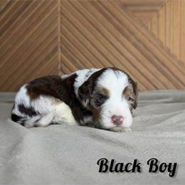 Black Boy - Chocolate merle male Bernedoodle puppy in Modesto, California from Two Doods Doodles