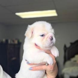 Snowflake - Cream female French Bulldog puppy in Madison, Alabama from Moss Bulldog's Home