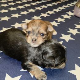 Maltese, Morkie, and Yorkshire Terrier Puppies from TenderLittleCuties