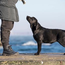 Canada - Labrador Retriever