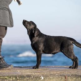 Canada - Labrador Retriever