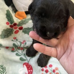 Boy 1 - German Shepherd puppy from Cottonwood Kennel