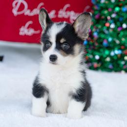 Korra - Black and tan female American Corgi puppy in Fort Myers, Florida from Billy's American Corgi