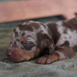 Dachshunds from TNT Dachshunds