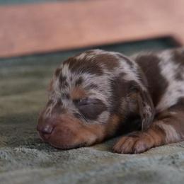 Dachshunds from TNT Dachshunds