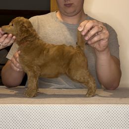 Poodle Puppies from Pawsable Prospects