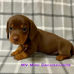Brownie - Chocolate and tan male Dachshund puppy in Carlsbad, Texas from MV Mini Dachshunds