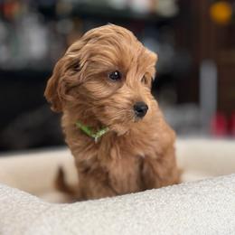 Kruger - Red  male Goldendoodle puppy in South Jordan, Utah from Wasatch Pup