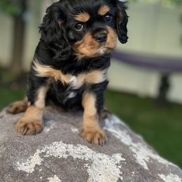 Cavalier King Charles Spaniel Puppies from Ruby’s puppies