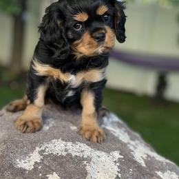 Cavalier King Charles Spaniel Puppies from Ruby’s puppies