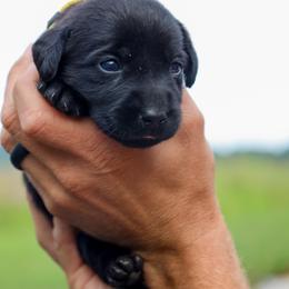 Yellow Girl - Black female Labrador Retriever puppy in Linville, Virginia from Virginia Labradors