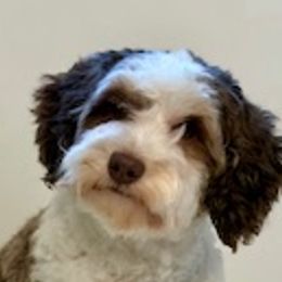 Bernedoodles from Huckleberry Bernedoodles