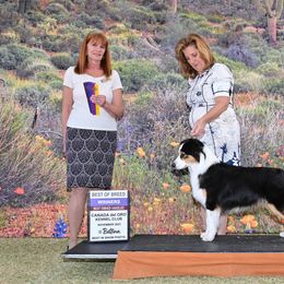Australian Shepherd Puppies from Cu2 Aussies