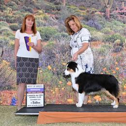 Australian Shepherd Puppies from Cu2 Aussies