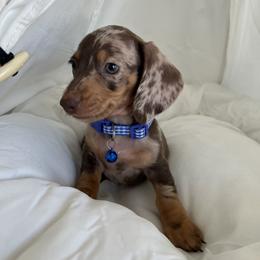 Dachshund and French Bulldog Puppies from AZ Royal Doxies llc