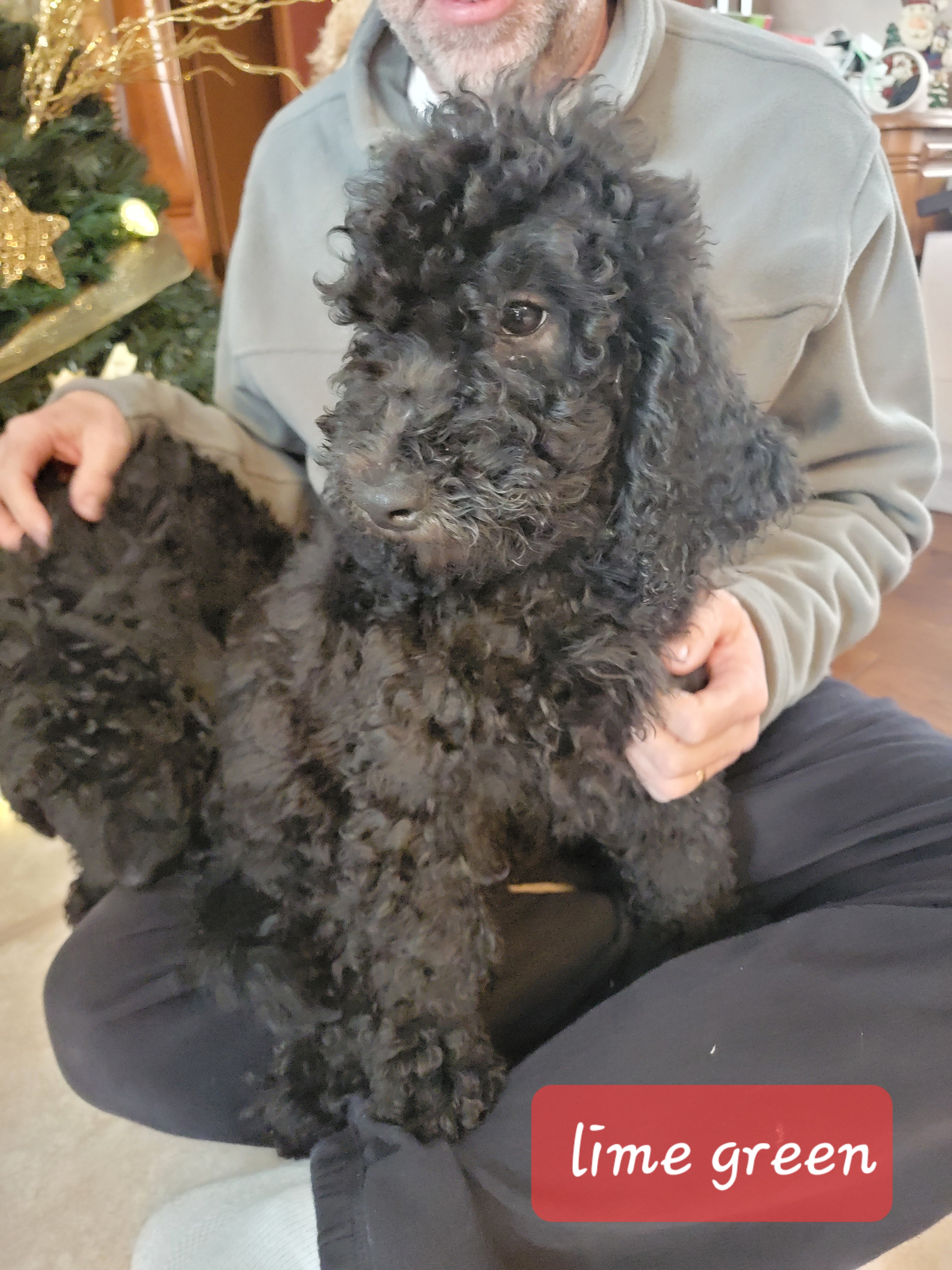 Poodle Puppies from Pop's  Poodle Pups