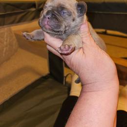 Female 2 - Blue fawn female French Bulldog puppy in Lansing, Michigan from Black Thunder 517 Dachshunds and frenchies