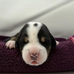 Dark Pink Girl - Black, white and red female Greater Swiss Mountain Dog puppy in Oregon City, Oregon from Runamuck's Greater Swiss Mountain Dogs