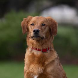 Rooster - Golden Retriever