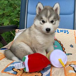 Siberian Husky Puppies from Canace Siberians