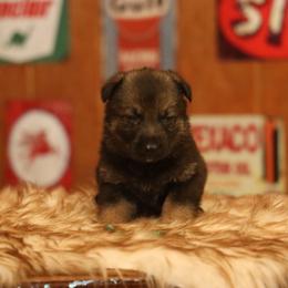 Vlad - Sable male German Shepherd puppy in Philippi, West Virginia from Vom Haus Highlands