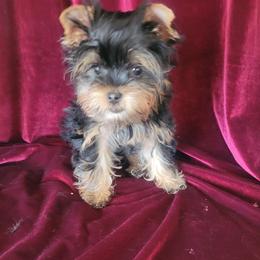 Boy 2 - male Yorkshire Terrier puppy in Buda, Texas from BIOLA'S YORKIES