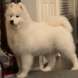 Dasher - Samoyed