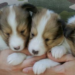 Shetland Sheepdog Puppies from Shalamar Shelties