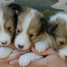 Shetland Sheepdog Puppies from Shalamar Shelties