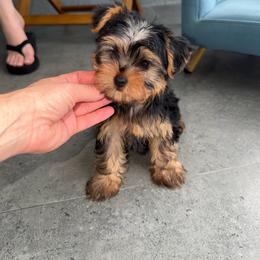 Bolt - Blue and gold male Yorkshire Terrier puppy in Fort Myers, Florida from Katherine’s Yorkies and Poodles