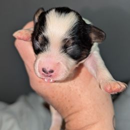 Boy 1 - White and sable male Papillon puppy in Joshua, Texas from Summertime Kennels