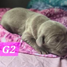 G2 - Gray female Weimaraner puppy in Frostproof, Florida from Waggin' Weims