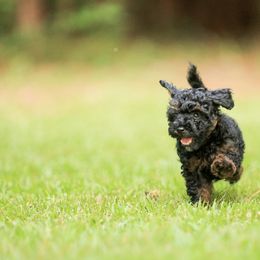 Poodle Puppies from Emerald Mini Poodles