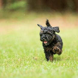 Poodle Puppies from Emerald Mini Poodles