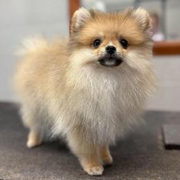 Kona - Pomeranian