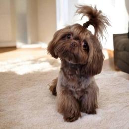 Luna - Shih Tzu