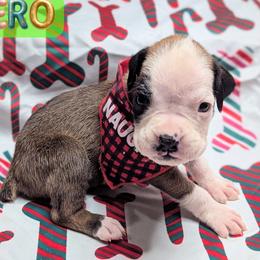 Zero - Fawn male Boxer puppy in Mountain Home, Idaho from LJK Boxers & Toy Aussies