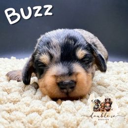 BUZZ - Dapple male Dachshund puppy in Alto, Texas from Double W Doxies