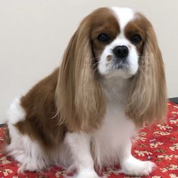 Cavalier King Charles Spaniels from Sunjays Cavalier King Charles Spaniels