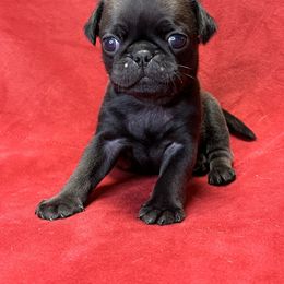 Boy 3 - Pug puppy in Greeneville, Tennessee from Bear Mountain Farms