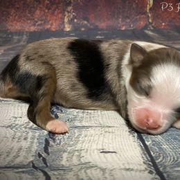 Miniature Australian Shepherd and Toy Australian Shepherd Puppies from P3 Toy and Mini Aussie’s